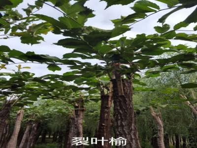 裂葉榆基地直銷，2017年價(jià)格參考