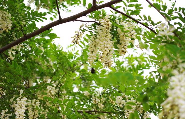 槐花一般幾月開花？