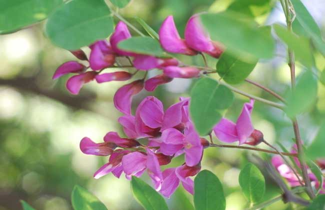 槐花一般幾月開花？