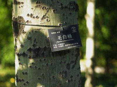 什么叫毛白楊？毛白楊有哪些特點？