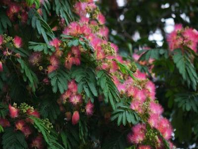 合歡花的產(chǎn)地分布都有哪些地區(qū)？