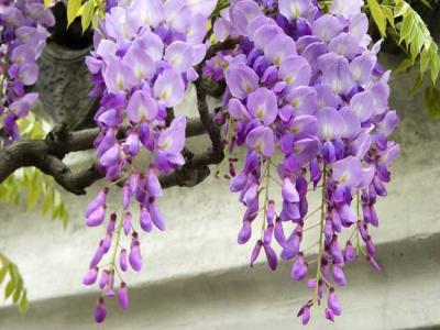 紫藤什么時(shí)候開(kāi)花？紫藤花的花語(yǔ)是什么？