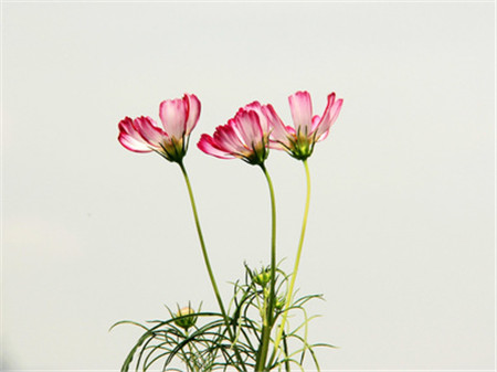 格?；破諘r間：波斯菊可以是！