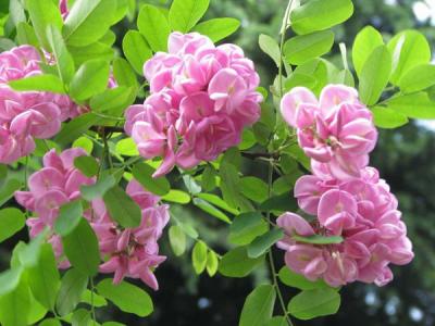 香花槐和紅花槐有什么區(qū)別？