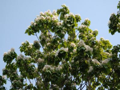 楸樹什么時候開花？
