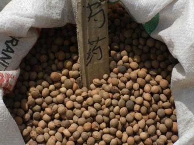芍藥種子怎么種植？