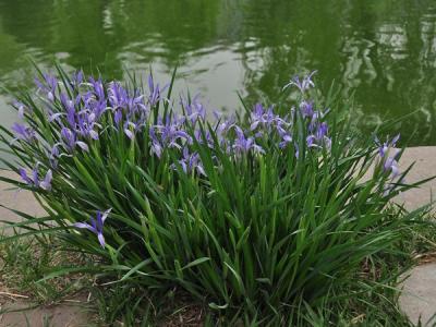 馬蓮花和馬蘭花是同一種花嗎？