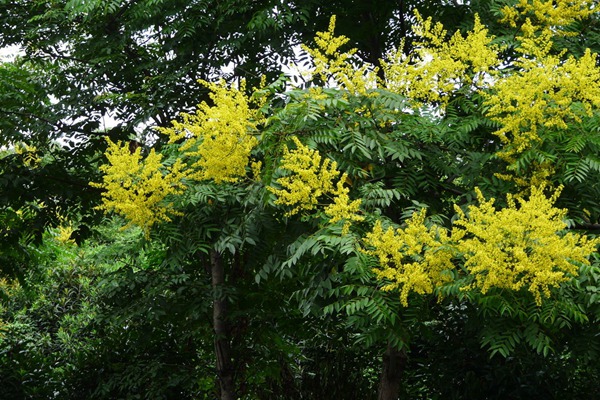 欒樹什么時(shí)候開花，花期多久