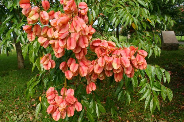 欒樹什么時(shí)候開花，花期多久