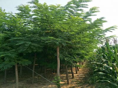 刺槐樹和洋槐樹有什么區(qū)別？是一種樹嗎？