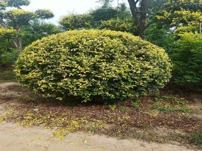 金葉榆產(chǎn)地是哪里？