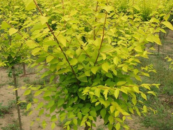 基地直銷金葉榆樹苗，價(jià)格多少錢