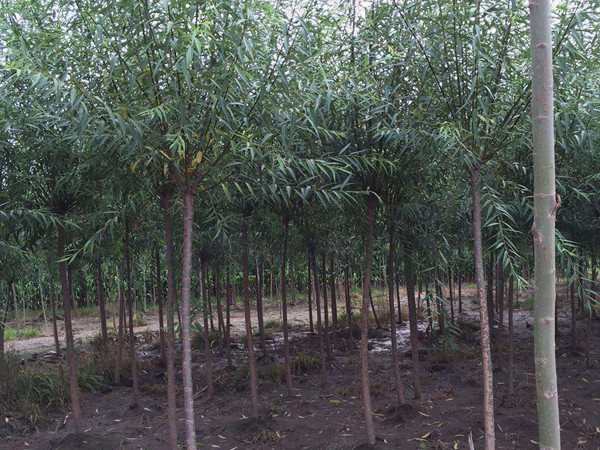 垂柳樹苗2公分報(bào)價(jià)，多少錢一顆