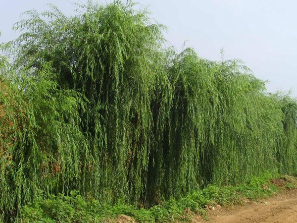 垂柳樹苗2公分報(bào)價(jià)，多少錢一顆
