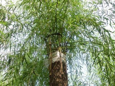 嫁接垂柳相對于原生垂柳有哪些優(yōu)勢？