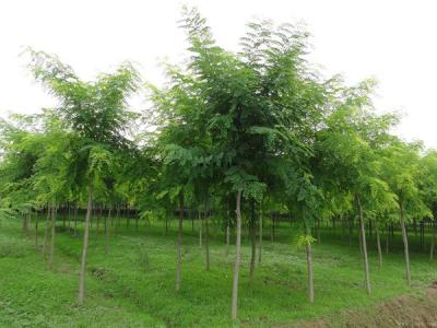 2019年國槐價格表,國槐最新報(bào)價