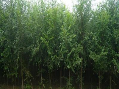 20公分榆樹最新價格報(bào)價表