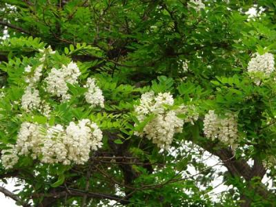 刺槐花語是什么？寓意是什么？