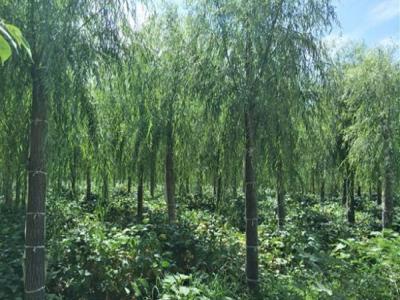 柳樹(shù)作砧木都可以嫁接什么品種？