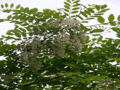 刺槐花可以吃嗎，應該怎么吃？