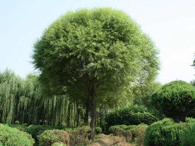 漳河柳和饅頭柳有什么區(qū)別？