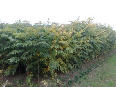 欒樹和黃山欒樹二者有什么區(qū)別？
