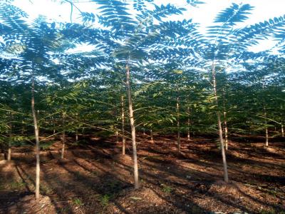 香椿和紅香椿二者有什么區(qū)別？