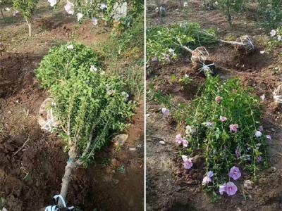 木槿花該如何種植及養(yǎng)護？
