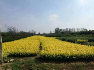 金葉女貞球和金森女貞球二者有什么明顯區(qū)別？