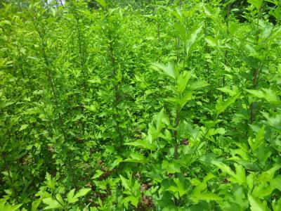木槿樹的風(fēng)水寓意是什么？