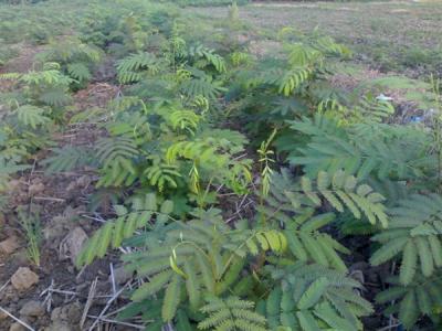合歡樹(shù)種植栽培注意事項(xiàng)