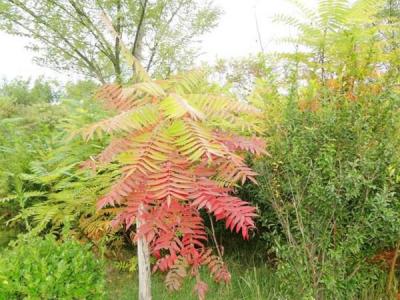 院子里種植臭椿風(fēng)水好嗎？