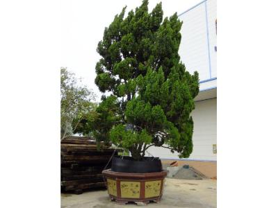 家有龍柏盆景對(duì)家風(fēng)水好嗎？