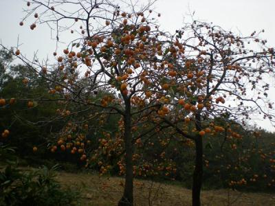 柿子樹結(jié)果少，甚至不結(jié)果，應(yīng)該如何處理？
