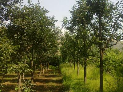 住宅內(nèi)適合種植柿子樹嗎？