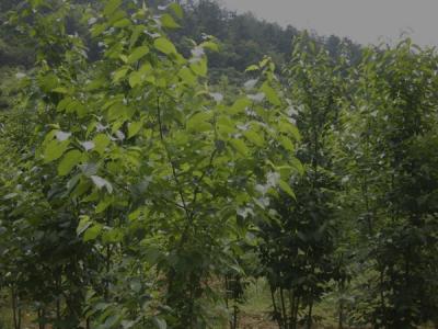 杜仲樹(shù)皮怎么采收，什么時(shí)候采收？