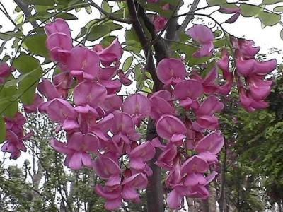 嫁接香花槐的市場價格是多少？