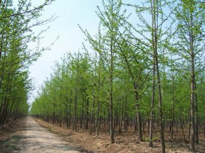 銀杏樹什么時(shí)候開花，什么時(shí)候結(jié)果?