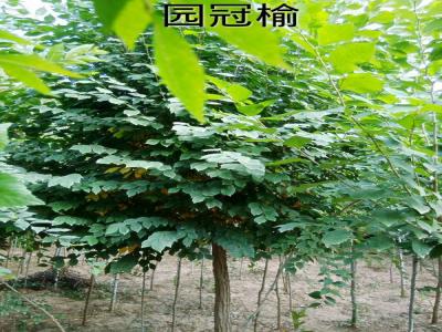 圓冠榆受歡迎的原因是什么，有什么特征？