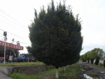 圓冠榆葉片脫落什么原因，怎么辦