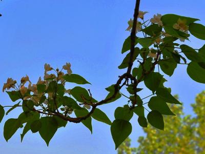 楸樹是風(fēng)水樹嗎，種植在哪個方位比較好?