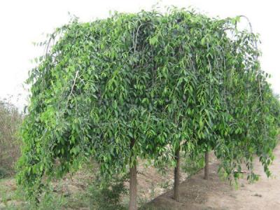小葉垂榆種植在哪些地區(qū)，有什么特點(diǎn)？