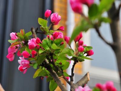 西府海棠的花語是什么，有什么象征意義