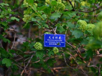 天目瓊花這味藥藥效如何體現(xiàn) ？
