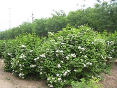 天目瓊花小苗可以去哪兒買 ？