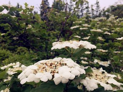 天目瓊花的美化綠化價值如何具體體現(xiàn) ？