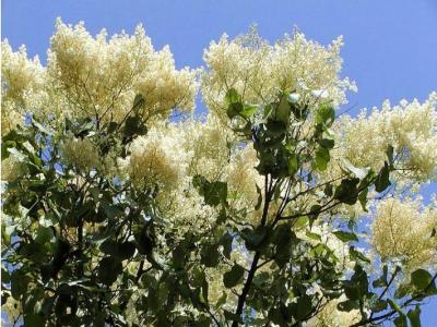 暴馬丁香幾月份開花，幾月份結(jié)果 ？