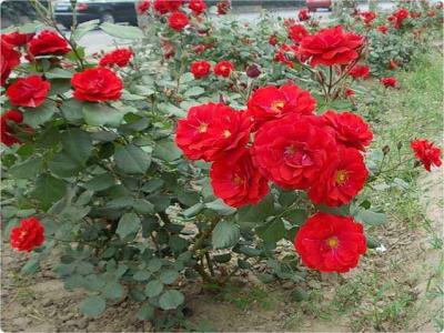 紅帽月季的優(yōu)缺點(diǎn)有哪些？