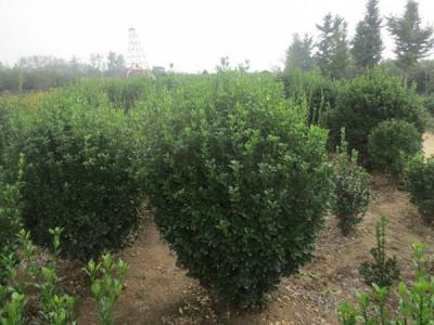 大葉黃楊的風(fēng)水寓意是什么 ？