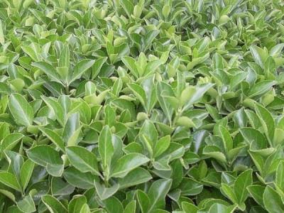為什么自己家里并不推薦大家種植大葉黃楊 ？